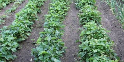 Kako napraviti krevet za jagode